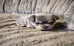 Mixed Breed dogs for sale: Frenchie cross puppy’s (80% frenchie) - Advert 5