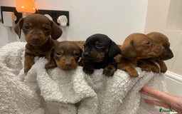 Dachshund dogs for sale: Dachshund puppies  - Image 12