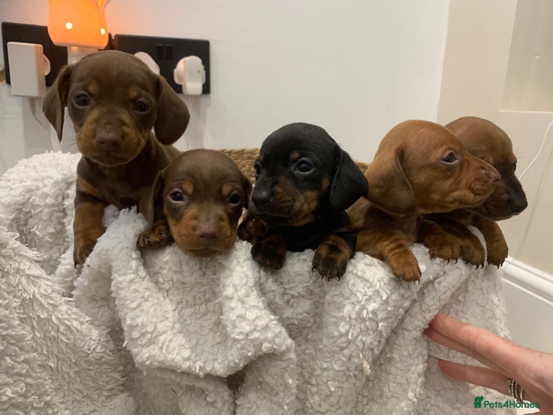 Dachshund dogs for sale: Dachshund puppies  - Image 12