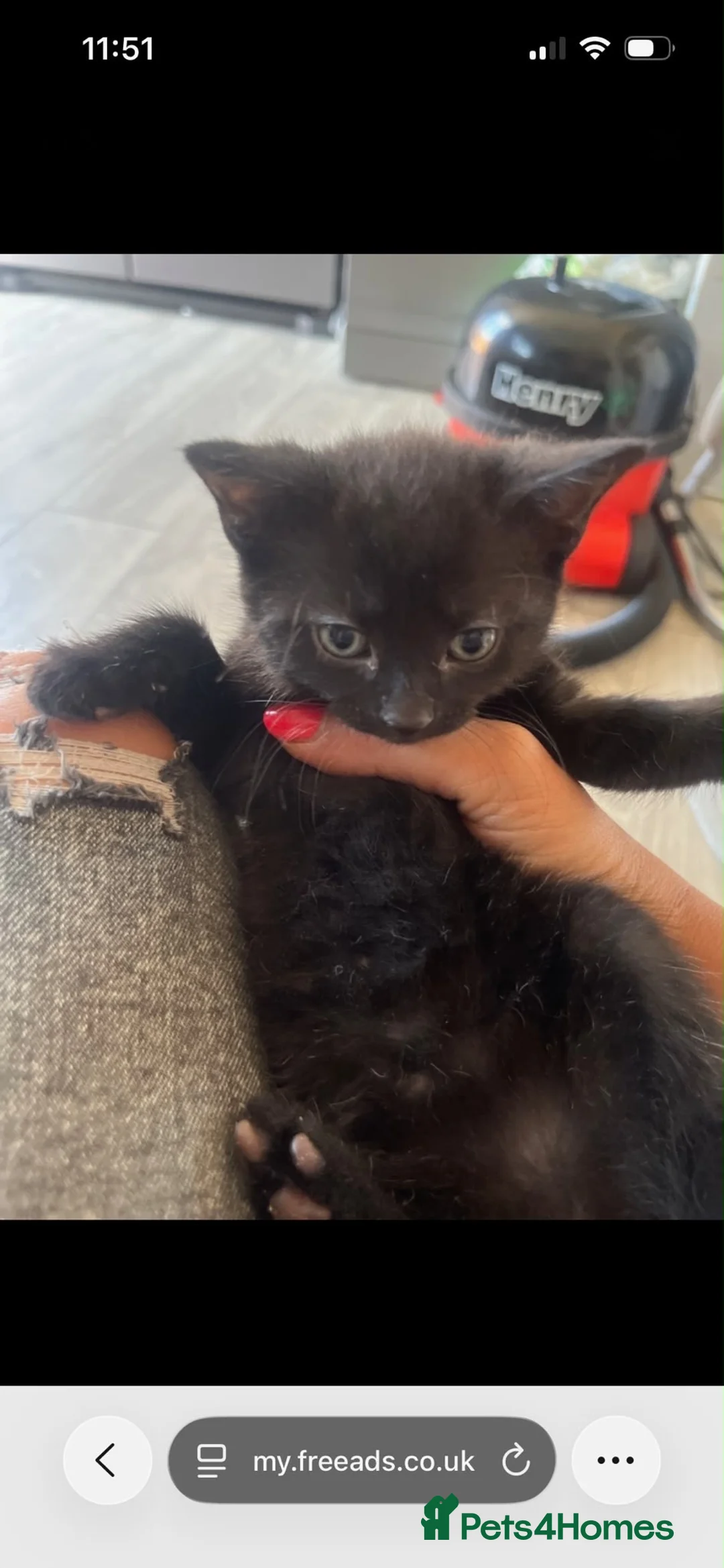 Mixed Breed cats for sale: Last kitty left but would like mum to go with her  - Advert 10