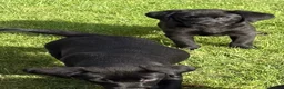 Labrador Retriever dogs for sale: Beautiful Labrador puppies - Advert 8