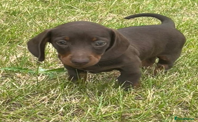 Miniature Dachshund dogs - Advert 11