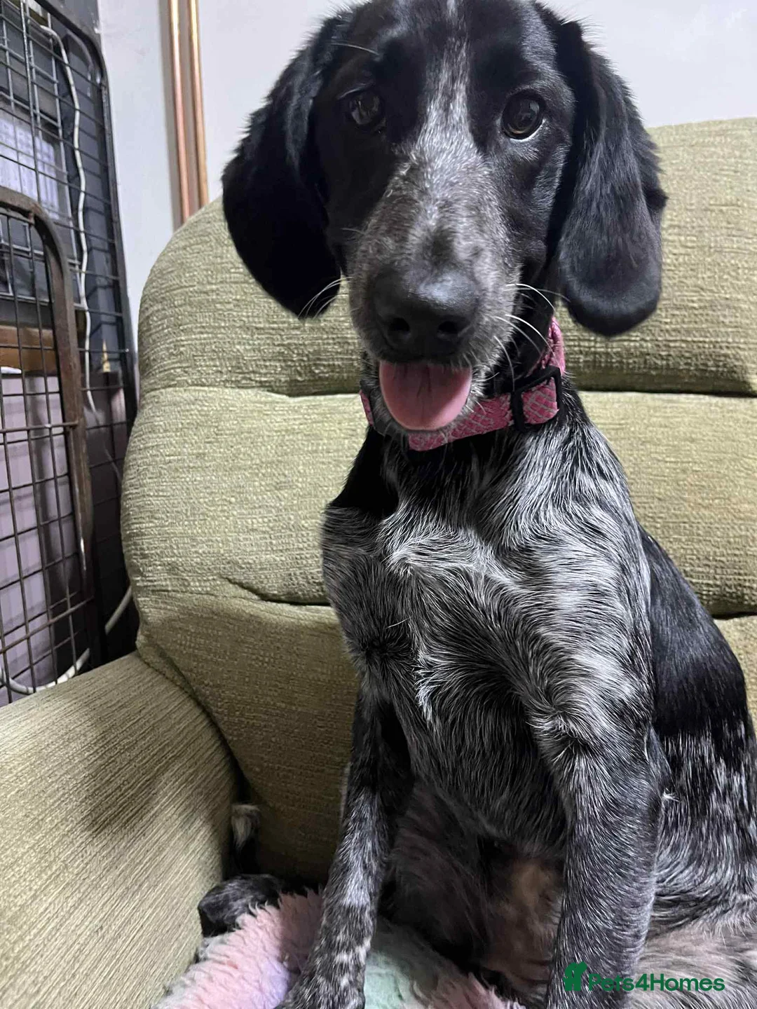 Mixed Breed dogs for sale: Collie/cocker 7mths old - Advert 2