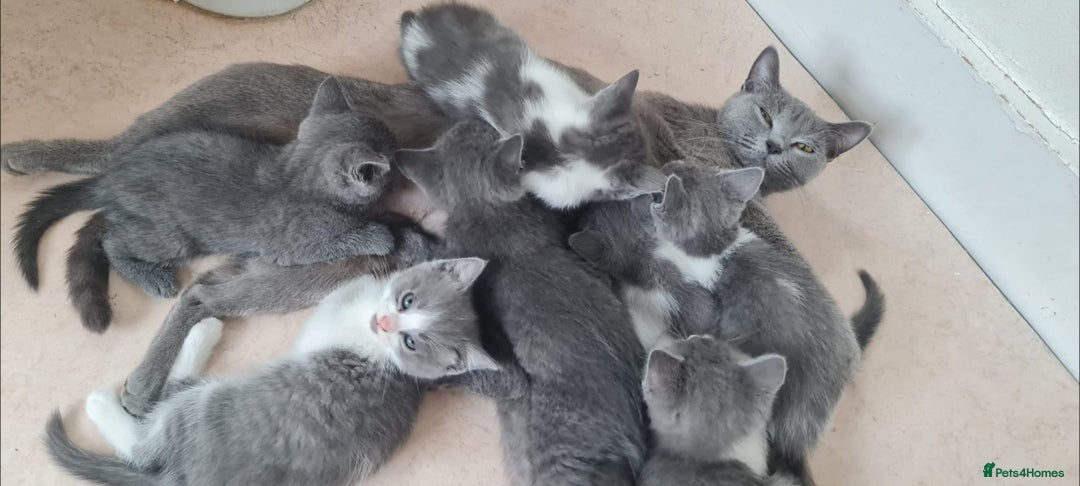 Russian Blue cats for sale: Beautiful Russian Blue Kittens  - Image 2