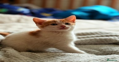 Mixed Breed cats - Advert 8