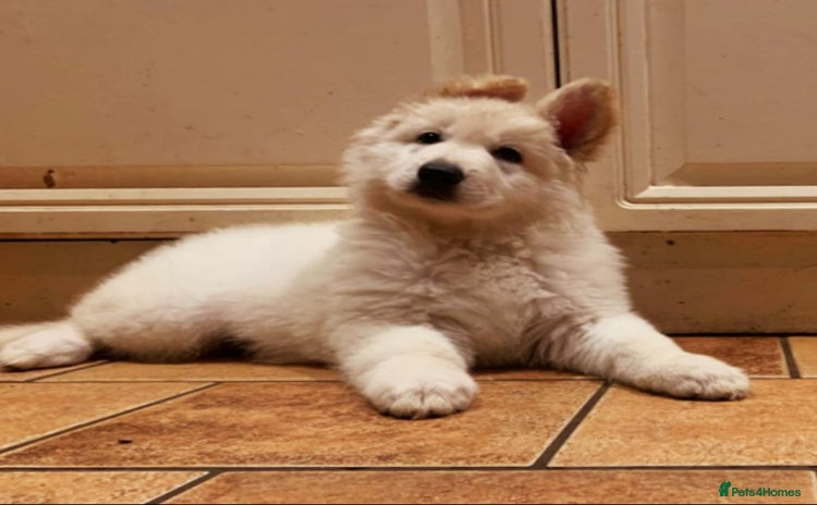 German Shepherd dogs - Advert 6