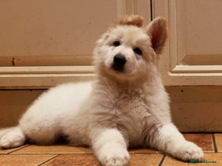 German Shepherd dogs Stunning White German Shepherds - Advert 2