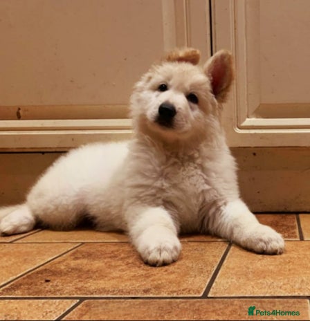 German Shepherd dogs - Advert 6