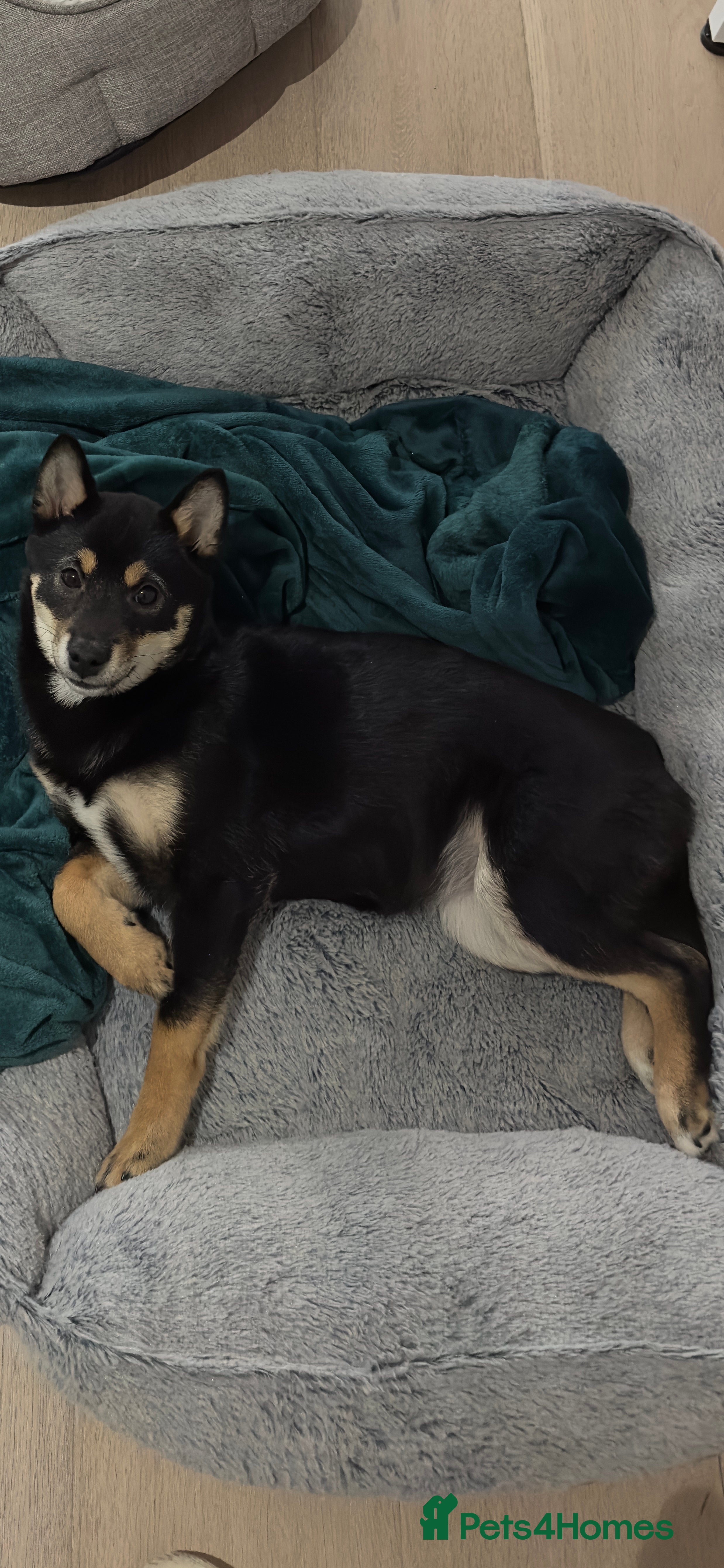 Japanese Shiba Inu dogs Lovely and playful Shiba Inu  - Advert 6