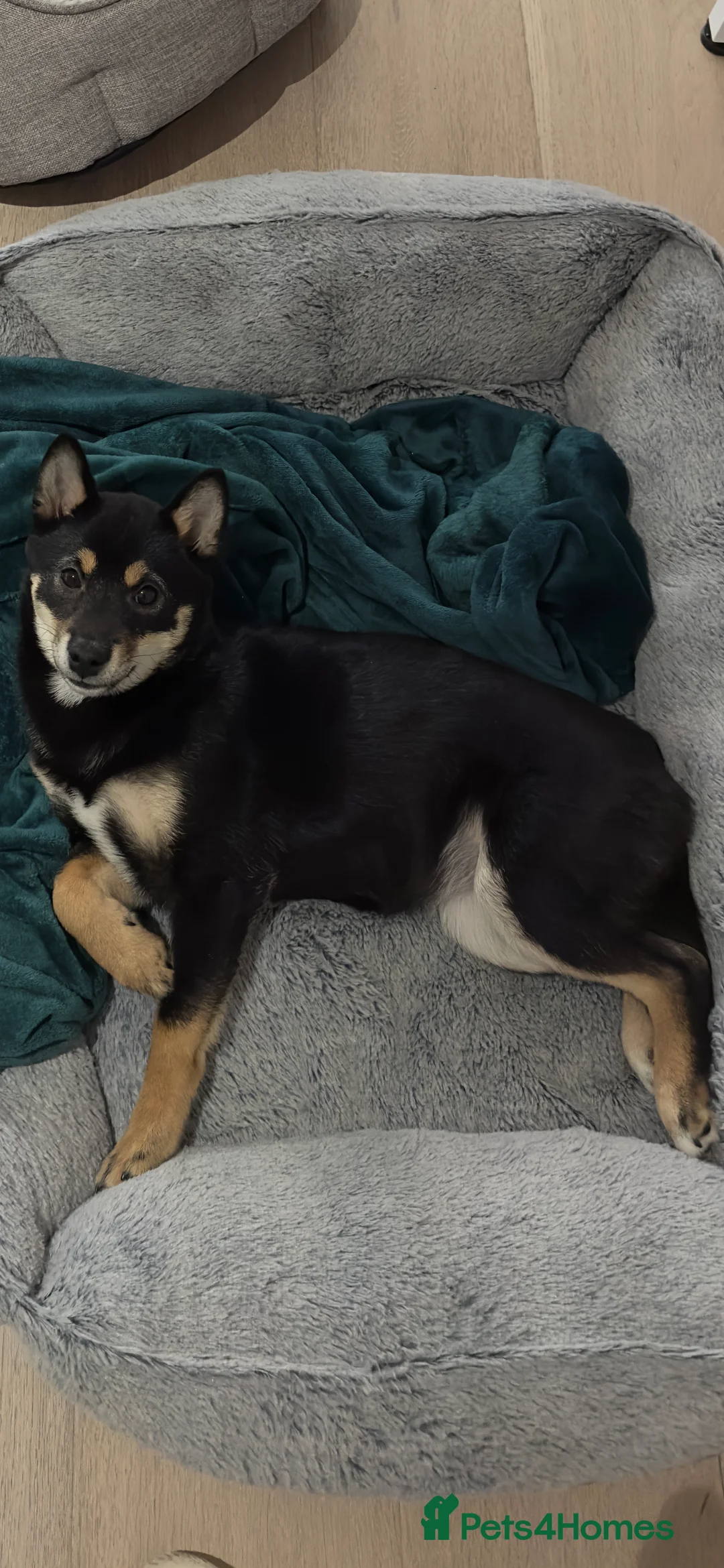 Japanese Shiba Inu dogs for sale: Lovely and playful Shiba Inu  - Advert 1