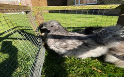 Chickens poultry for sale: Young silkies - 2 cockerels and one hen - Image 9
