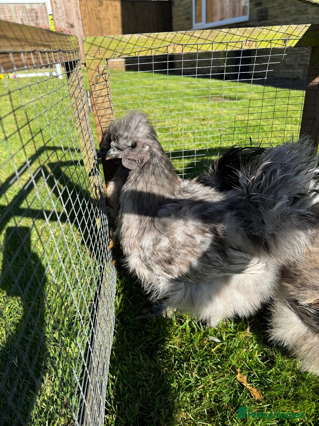 Chickens poultry for sale: Young silkies - 2 cockerels and one hen - Image 9