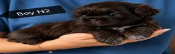 Shih Tzu dogs for sale: Shih Tzu puppies ready to leave:29/06 - Advert 39