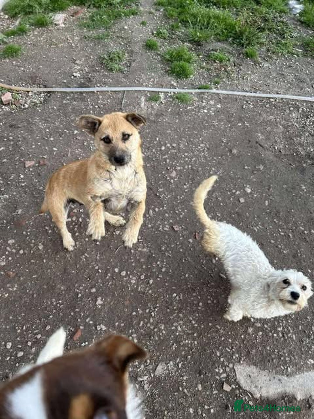 Mixed Breed dogs for adoption: Rescue boy Ethan is looking for his forever home - Advert 10