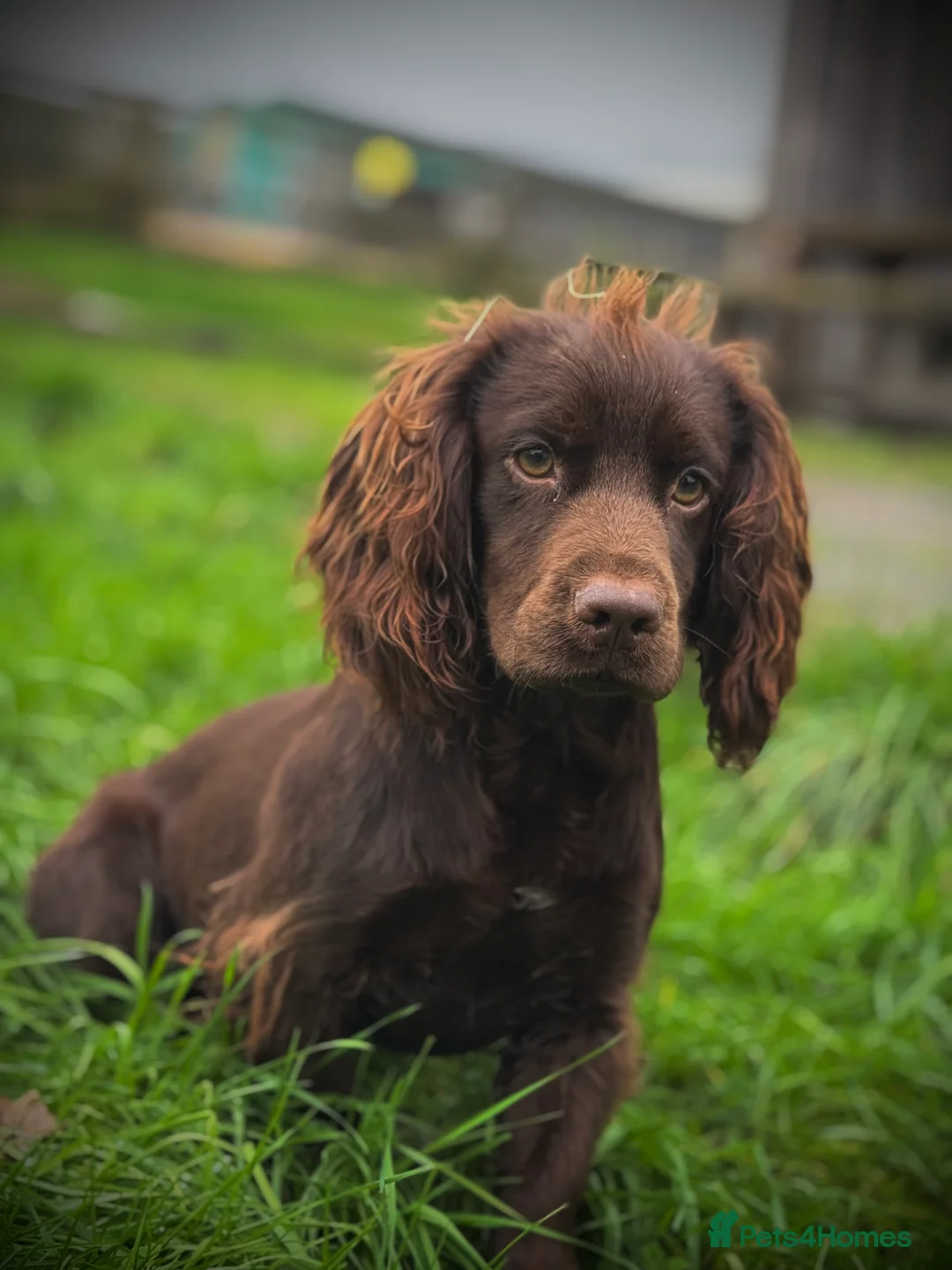 Cocker Spaniel dogs for stud: Chocolate cocker stud - Advert 2