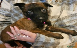 Belgian Shepherd Dog dogs for sale: Belgian malinois puppies  - Image 12