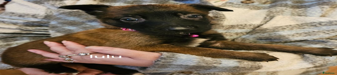 Belgian Shepherd Dog Puppy 12