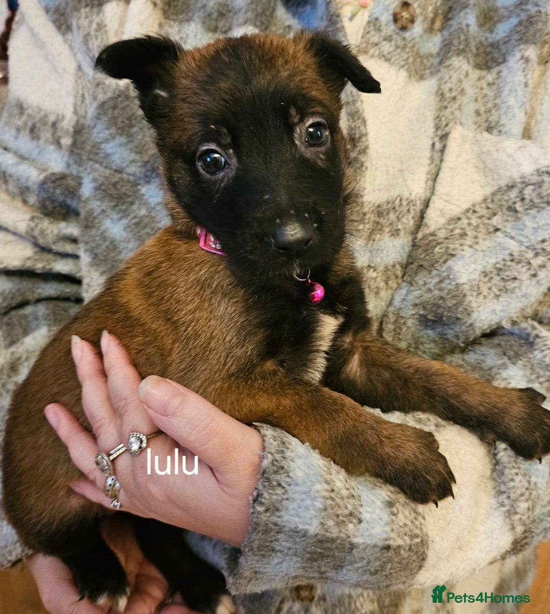 Belgian Shepherd Dog dogs for sale: Belgian malinois puppies  - Image 12