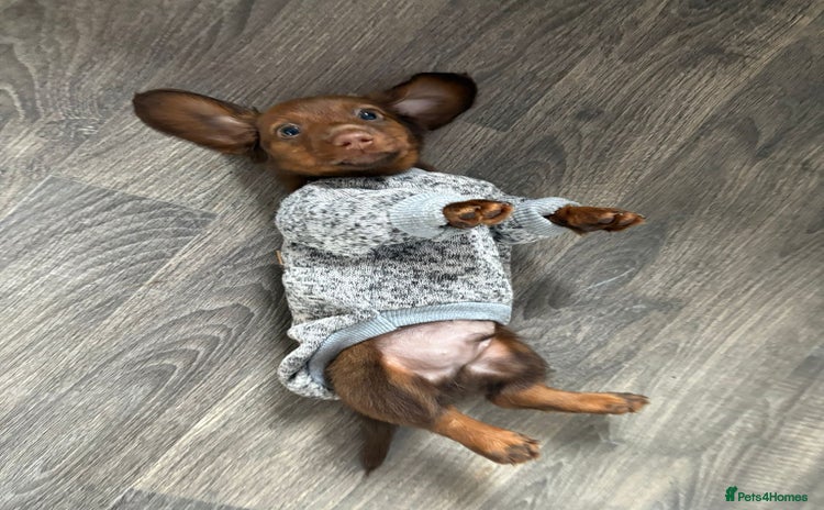 Miniature Dachshund dogs - Advert 5