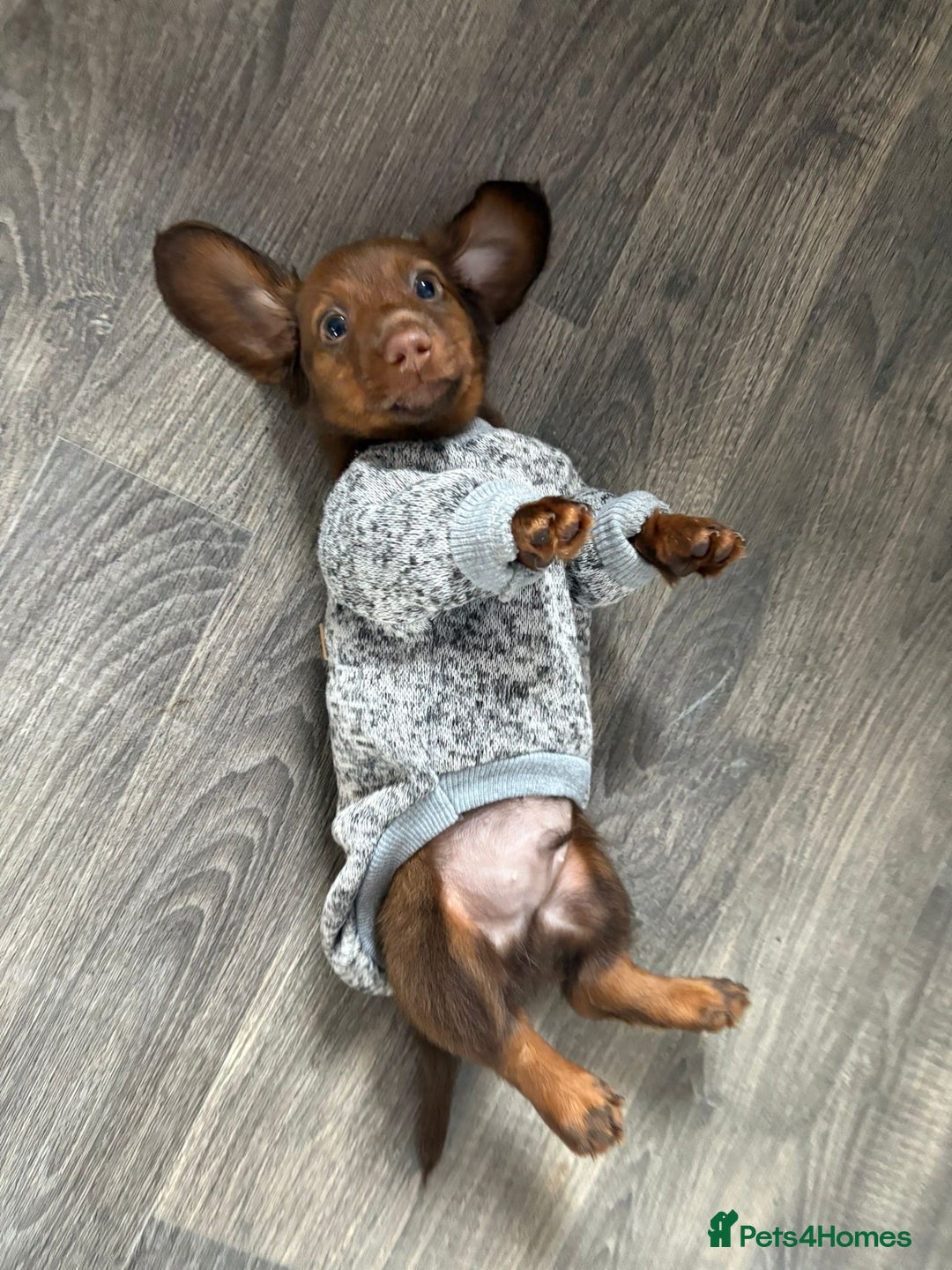Miniature Dachshund dogs for sale: Stunning minature dachshund puppies - Image 1