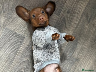 Miniature Dachshund dogs - Advert 23