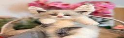 Ragdoll cats for sale: TICA REGISTERED CHAMP LINE EU RAGDOLLS✨️🏆 🩷 - Advert 7