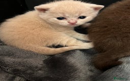 British Shorthair cats for sale: Beautiful pedigree bsh kittens  - Image 10