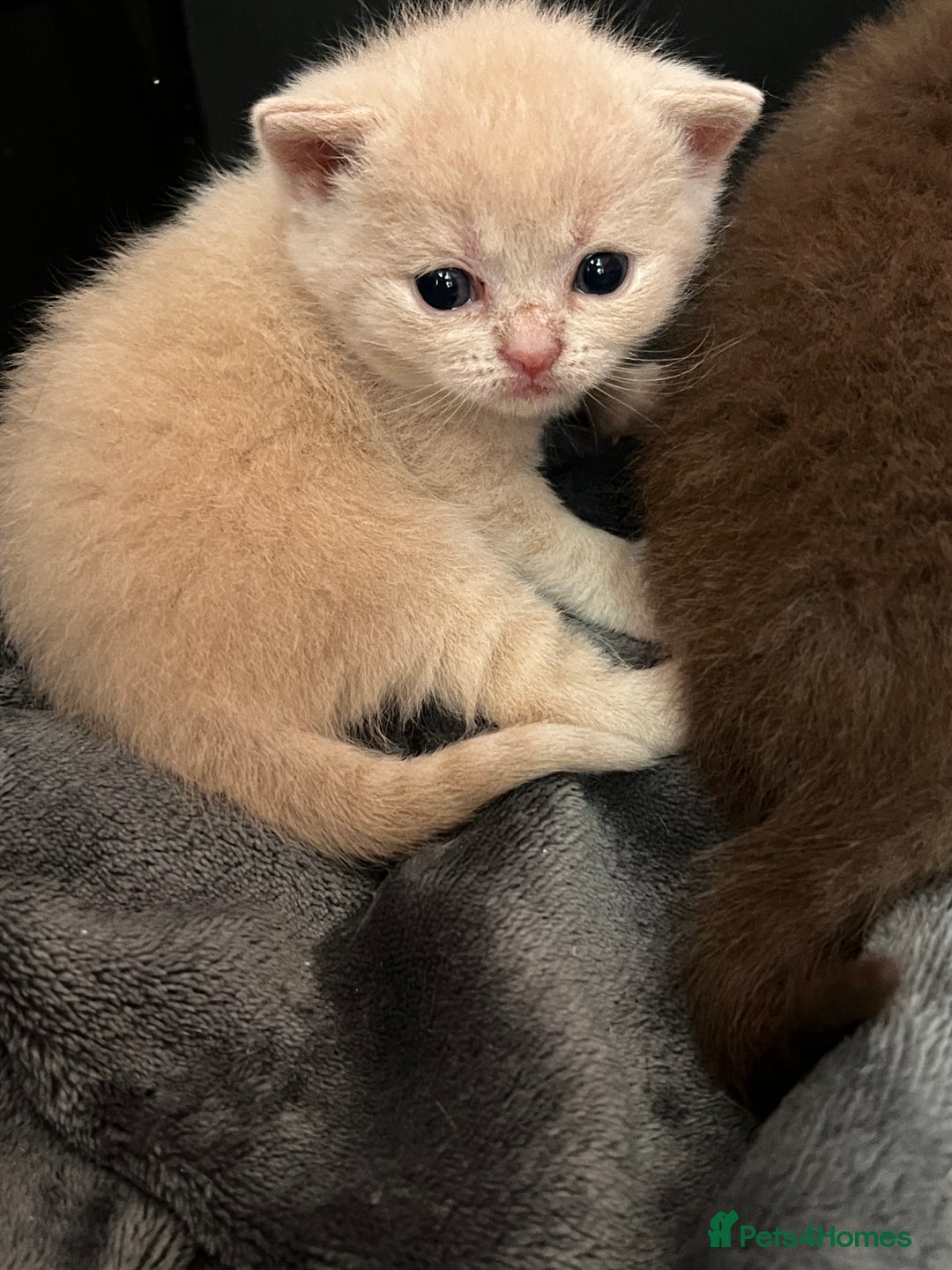British Shorthair cats for sale: Beautiful pedigree bsh kittens  - Image 10