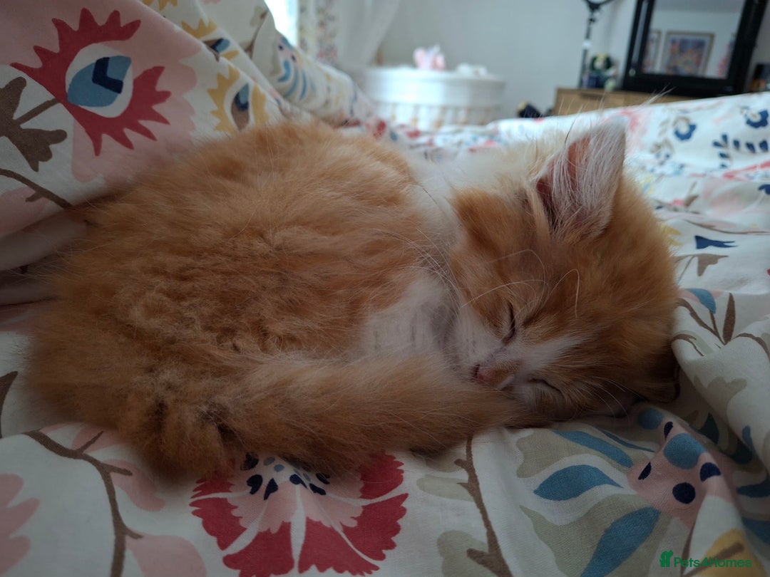Maine Coon cats for sale: Beautiful Part Maine Coon/Ragdoll Long Haired Male - Advert 7