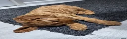 Cockapoo dogs for sale: 🩷 Stunning F1 cockapoo girl 🩷 ready today  in Coventry - Advert 2
