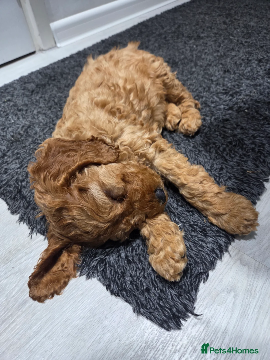 Cockapoo dogs for sale: 🩷 Stunning F1 cockapoo girl 🩷 ready today  in Coventry - Advert 2