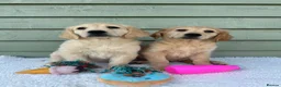 Golden Retriever dogs for sale: Golden Retriever Puppy - Advert 3