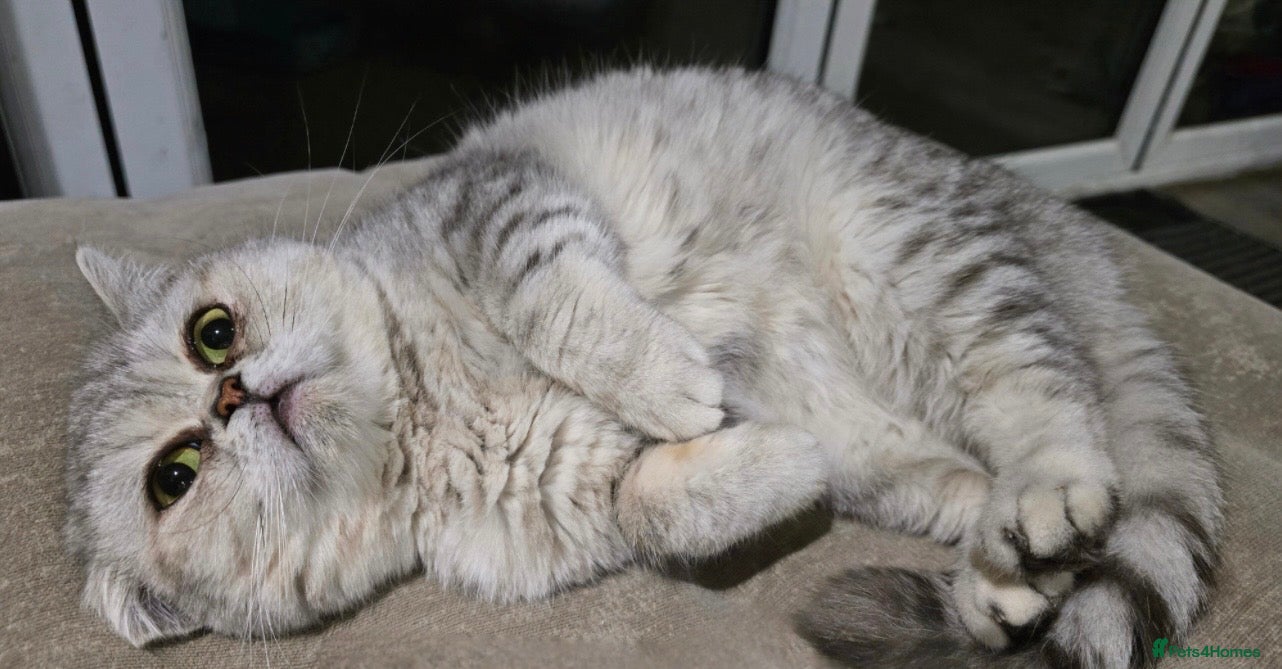 British Shorthair cats British shorthair  - Advert 14