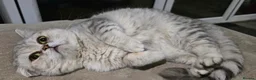 British Shorthair cats for sale: British shorthair  - Advert 2