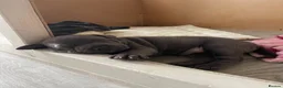 Staffordshire Bull Terrier dogs for sale: Staffordshire bull terrier puppies boy/girl  - Advert 5