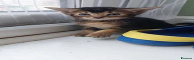 Abyssinian 1
