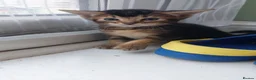 Abyssinian cats for sale: Beautiful mixed breed kittens  - Advert 3