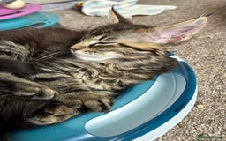 Maine Coon cats for sale: GCCF Maine Coon Kitten Stunning Girl Ready Now - Image 11
