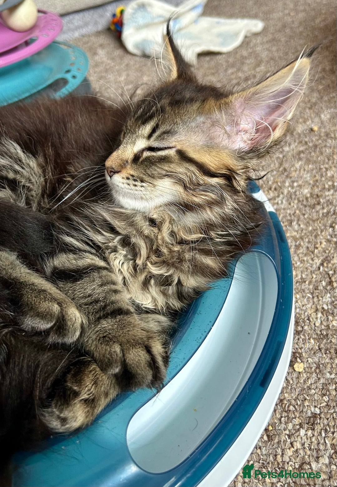 Maine Coon cats for sale: GCCF Maine Coon Kitten Stunning Girl Ready Now - Image 11