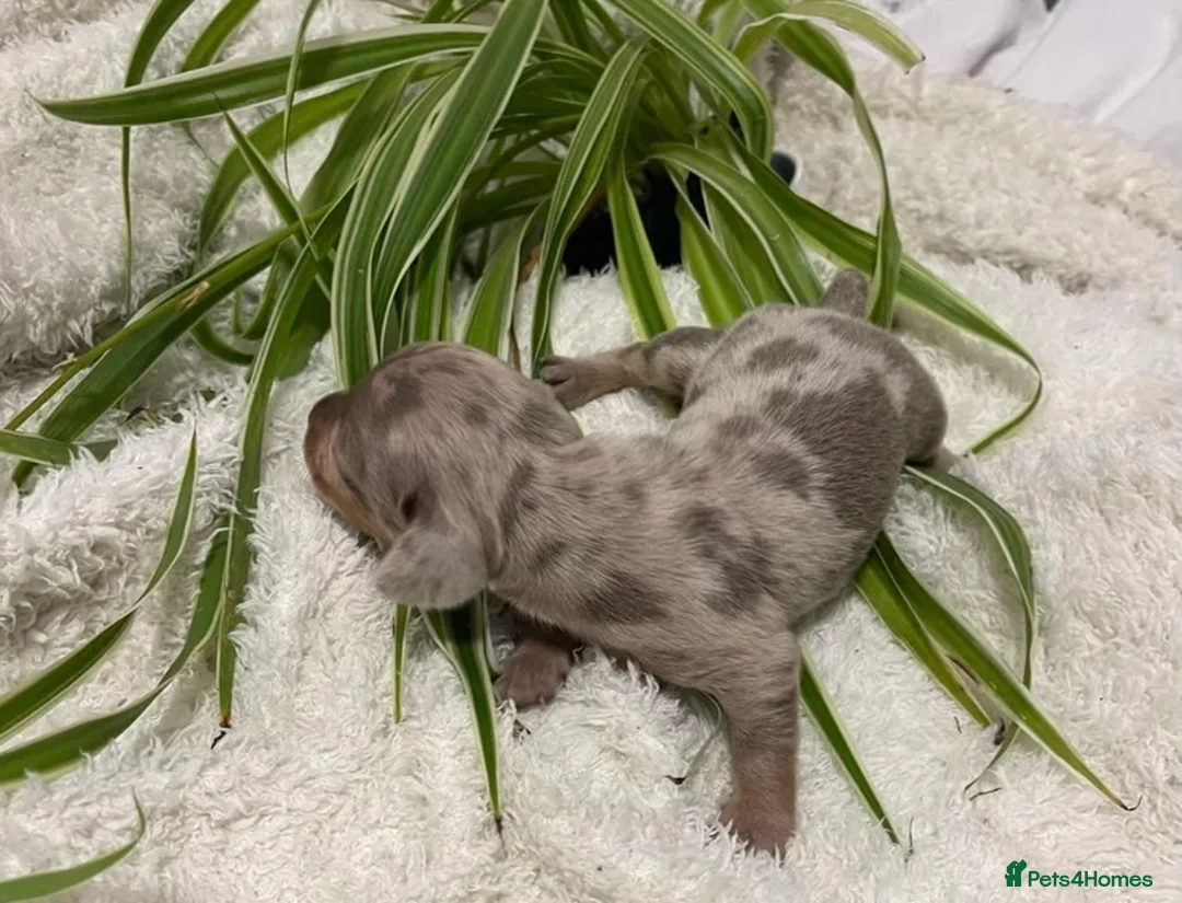 Miniature Dachshund dogs for sale: Minature dachshund dapples in Belfast - Advert 21