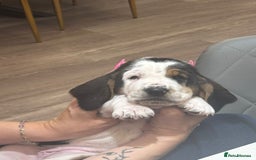 Basset Hound dogs for sale: Beautiful Basset Hound Puppies  - Image 1