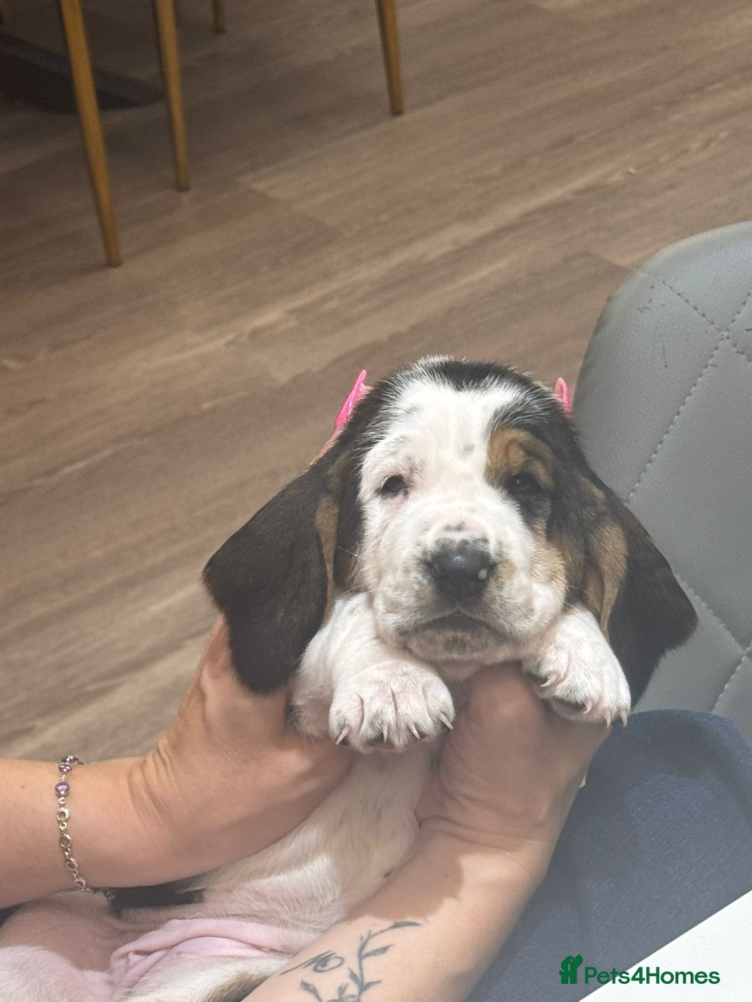 Basset Hound dogs for sale: Beautiful Basset Hound Puppies  - Image 1