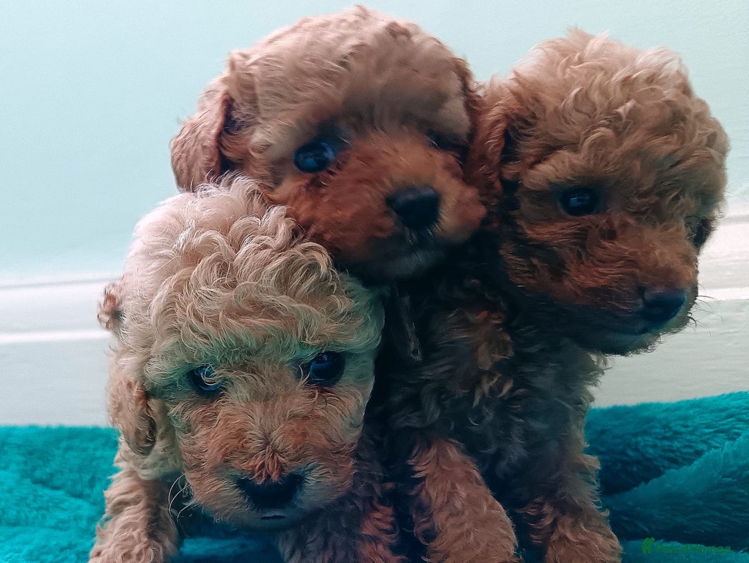 Toy Poodle dogs for sale: toy poodles from k.c.registered DNA tested parents - Image 6
