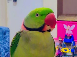Parrots birds - Advert 18