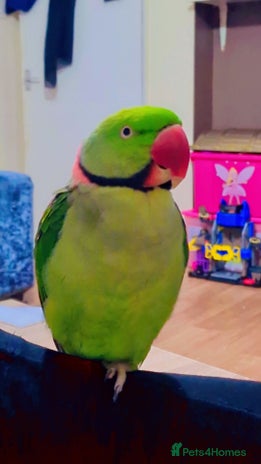 Parrots birds - Advert 18