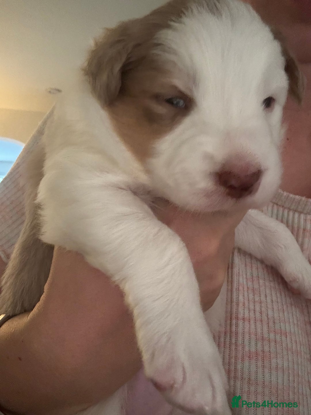 Border Collie dogs for sale: Only one girl left. - Image 20