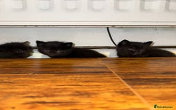 Mixed Breed cats for sale: Black mixed Kittens - Image 11
