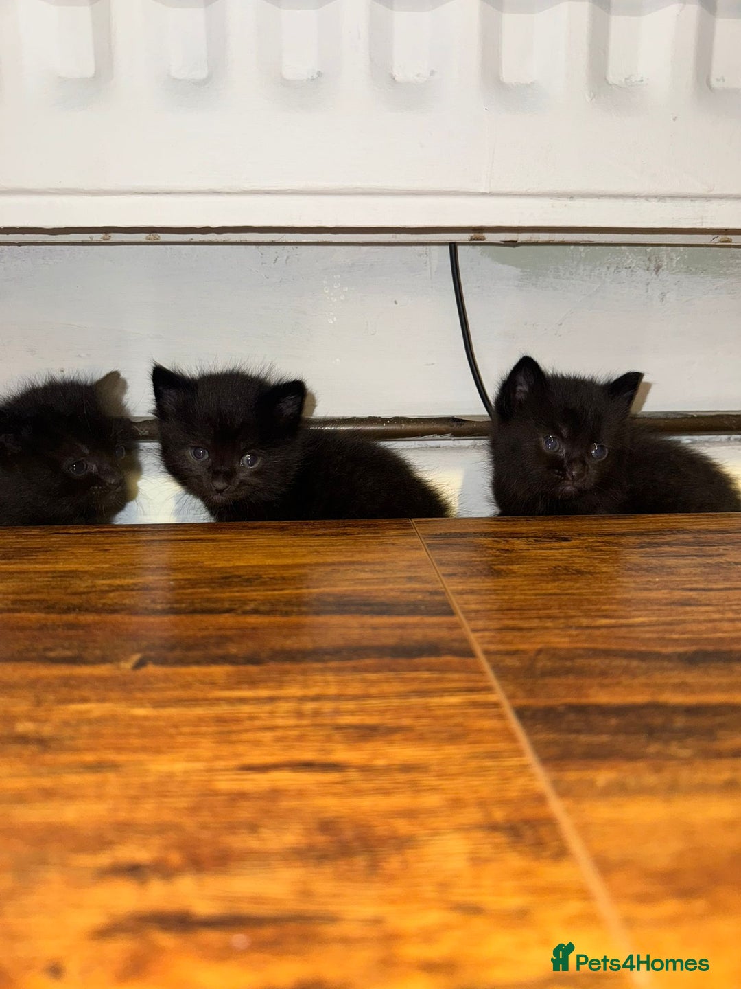 Mixed Breed cats for sale: Black mixed Kittens - Image 11