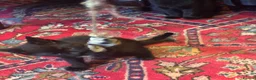 Mixed Breed cats for sale: Mixed breed female kittens ready now - Advert 2