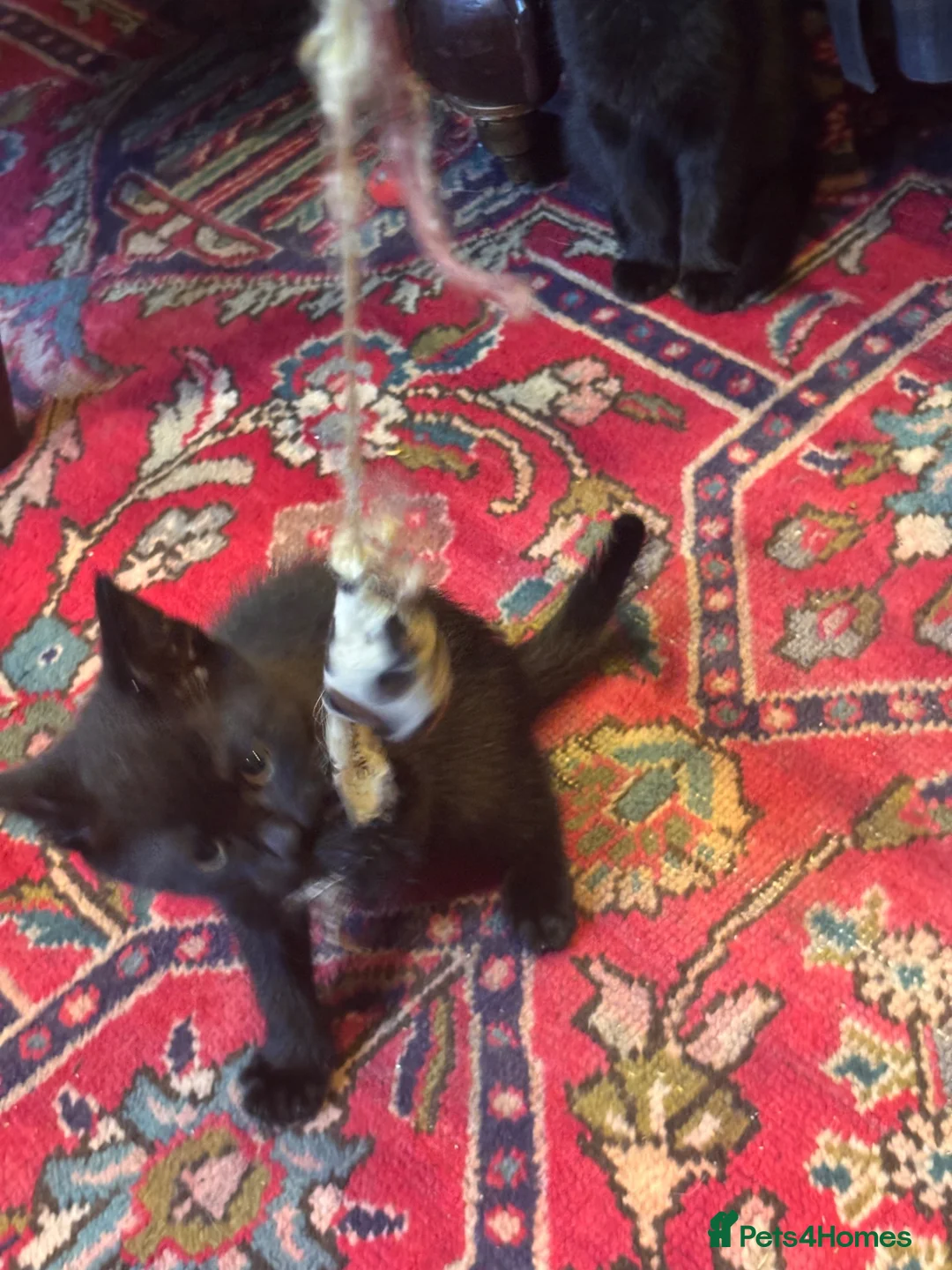 Mixed Breed cats for sale: Mixed breed female kittens ready now - Advert 2